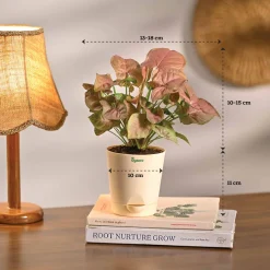 Combo of 4 Stylish Plant Set for Office Desk