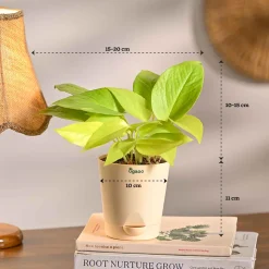 Combo of 4 Stylish Plant Set for Office Desk