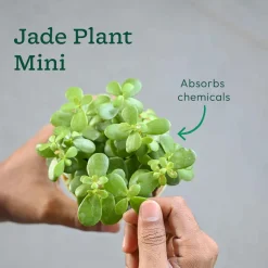 Compact Air-Purifying Plant Combo ( Bundle of 4 )