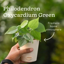 Compact Air-Purifying Plant Combo ( Bundle of 4 )