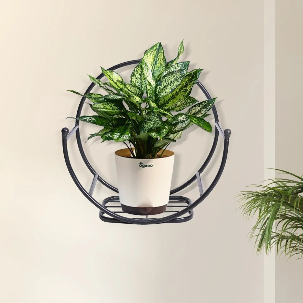 Concave Wall Mounting Planter
