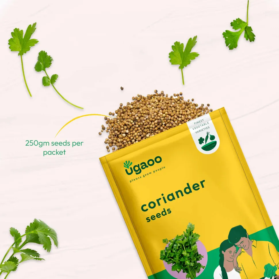 Coriander Seeds