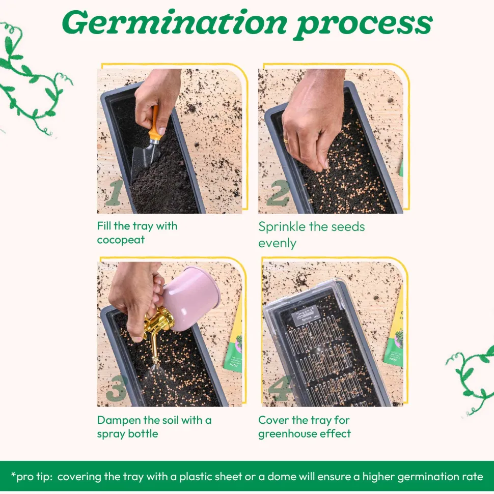 Coriander Seeds