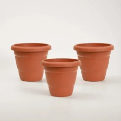 Cosmos Plastic Pot