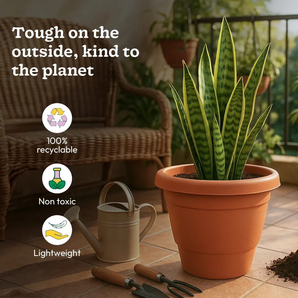 Cosmos Plastic Pot