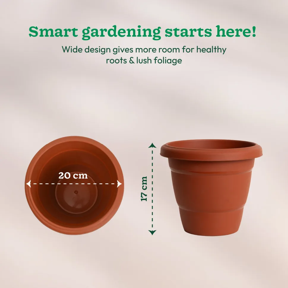Cosmos Plastic Pot