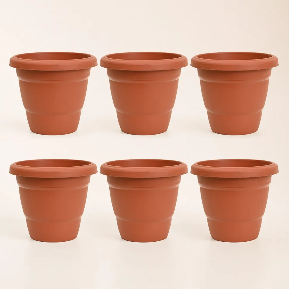 Cosmos Plastic Pot