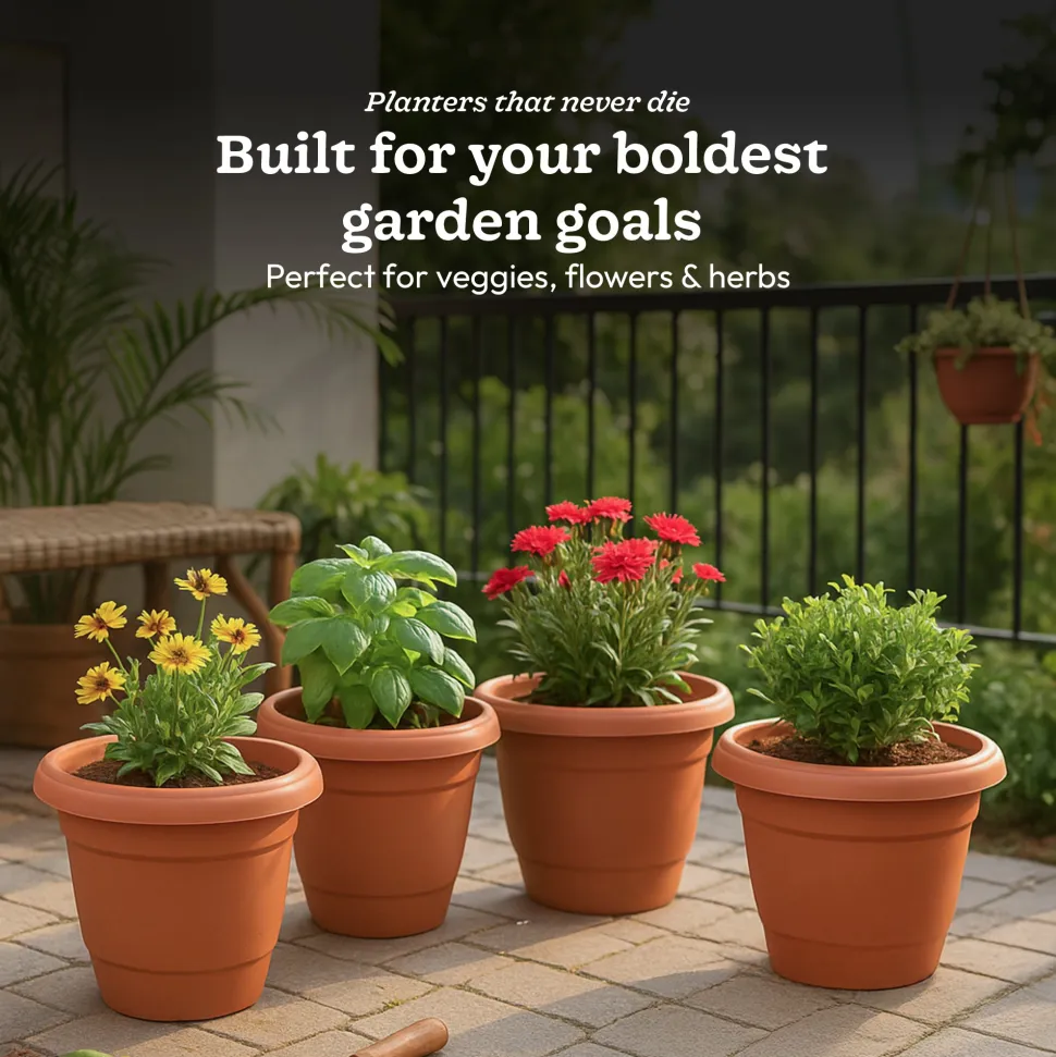 Cosmos Plastic Pot