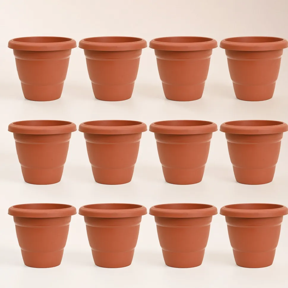 Cosmos Plastic Pot