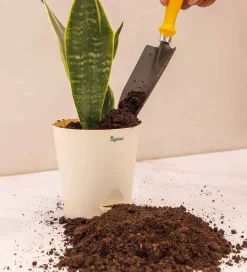 Cow Manure