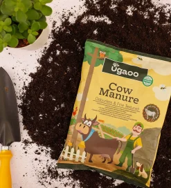 Cow Manure
