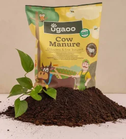 Cow Manure