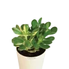 Crassula Ovata Green and Variegated Plant Bouquet