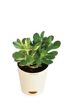 Crassula Ovata Green and Variegated Plant Bouquet