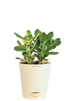 Crassula Ovata Green and Variegated Plant Bouquet