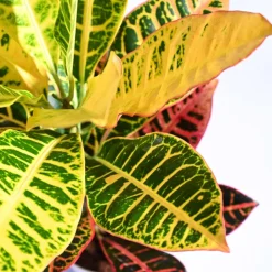 Croton Petra
