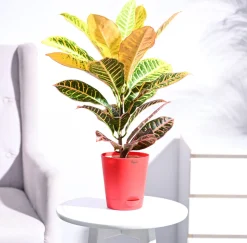 Croton Petra