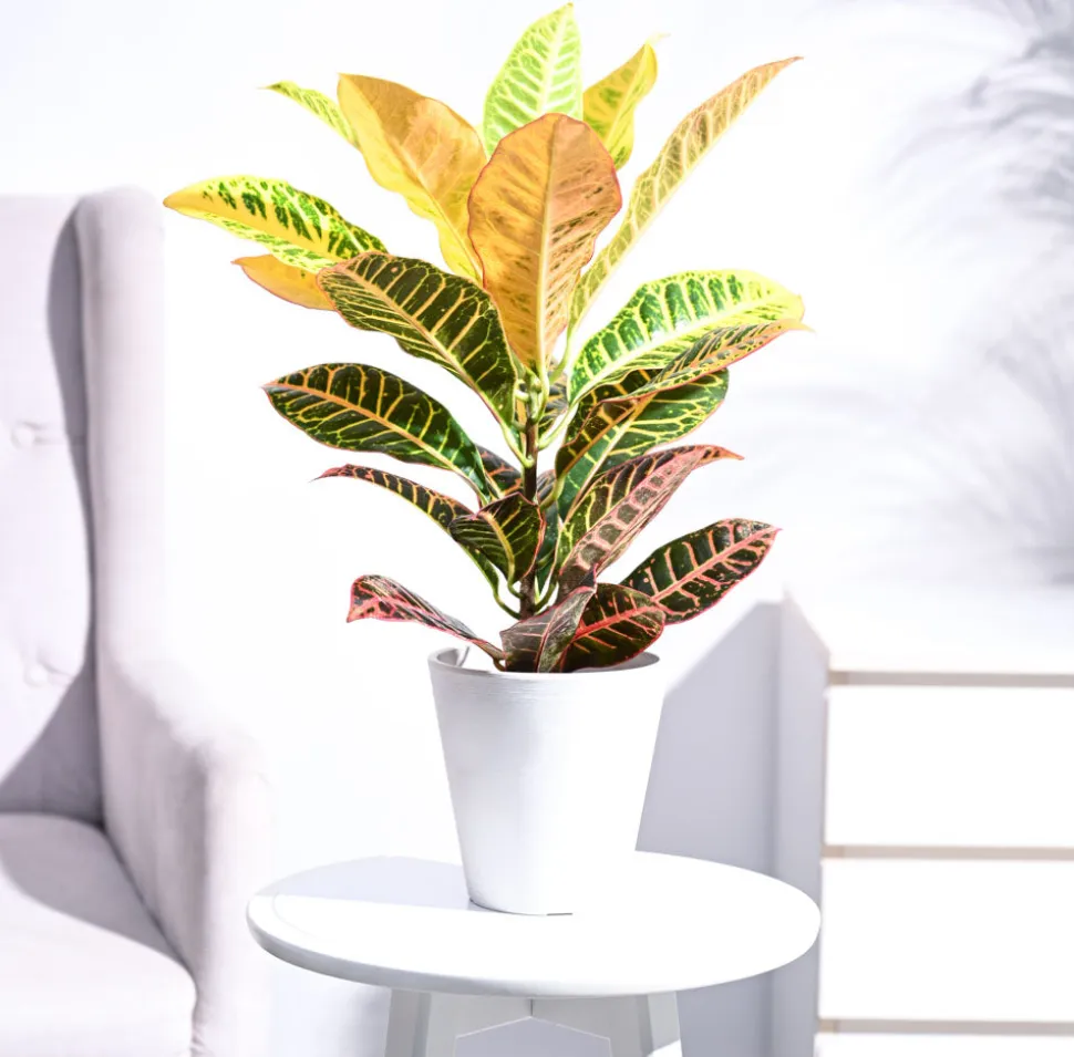 Croton Petra