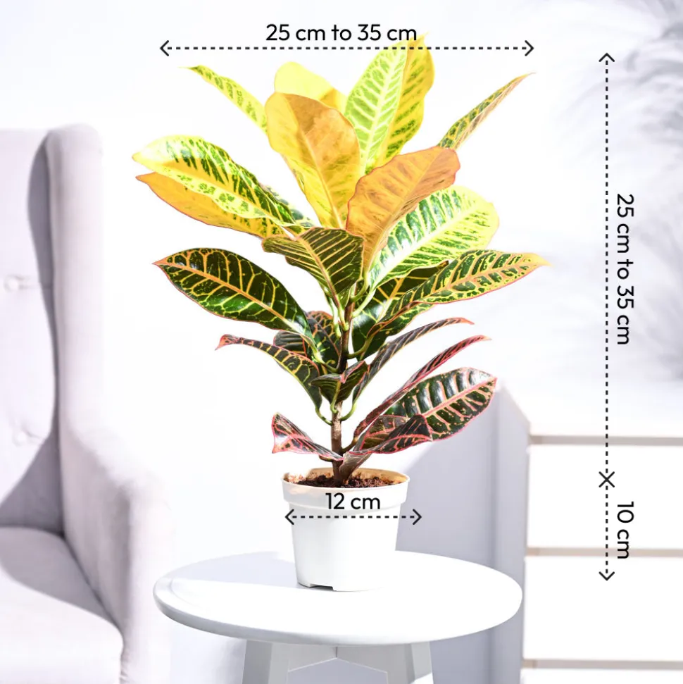Croton Petra