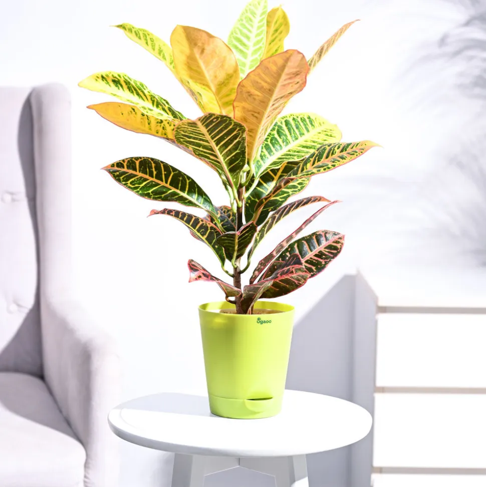 Croton Petra