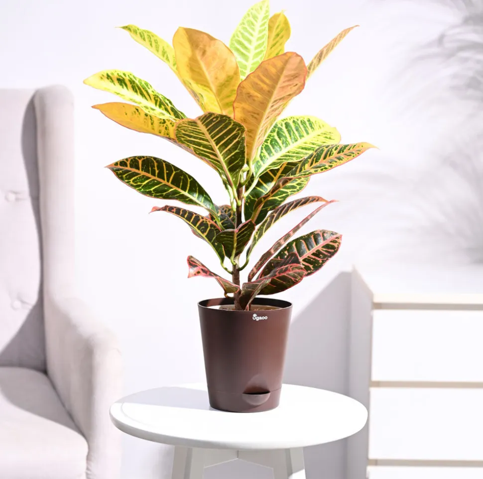 Croton Petra