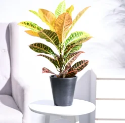 Croton Petra