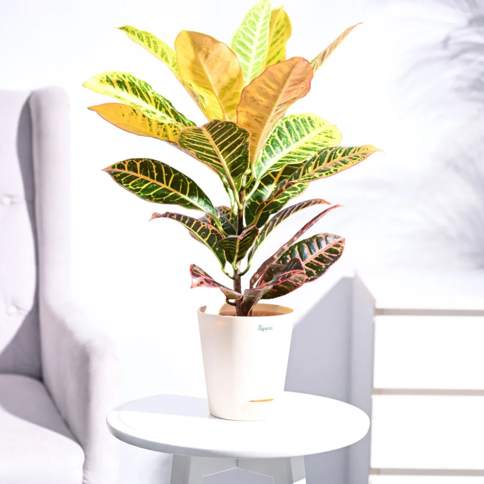 Croton Petra