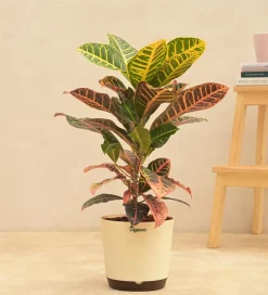 Croton Petra