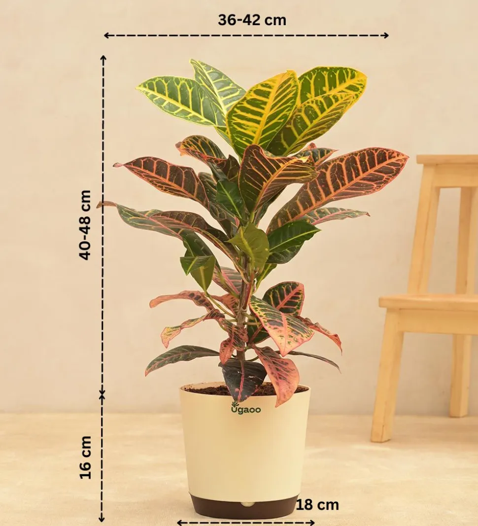 Croton Petra