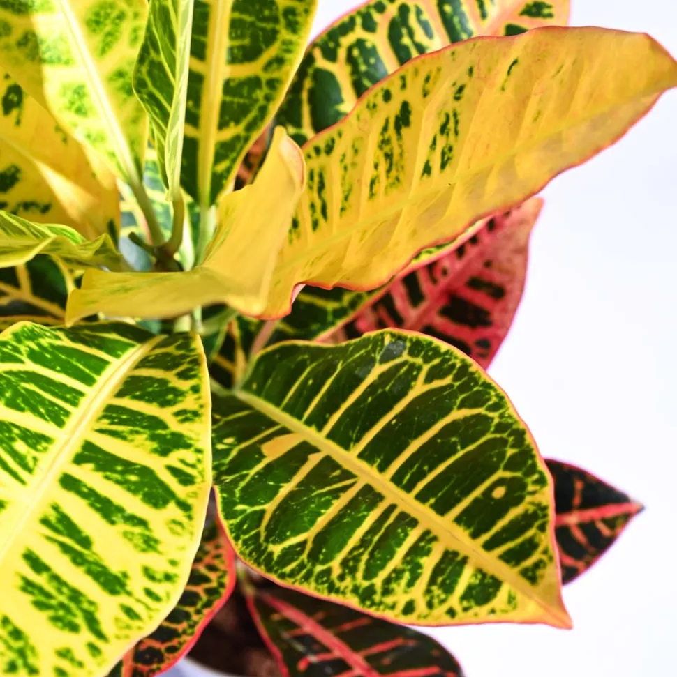 Croton Petra