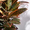 Croton Petra XL