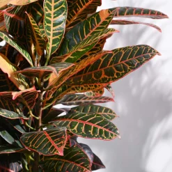 Croton Petra XL