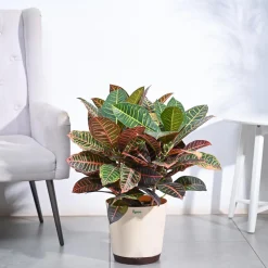 Croton Petra XL