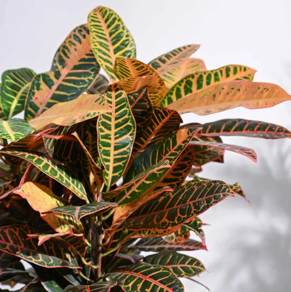 Croton Petra XL
