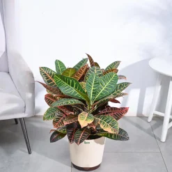 Croton Petra XL