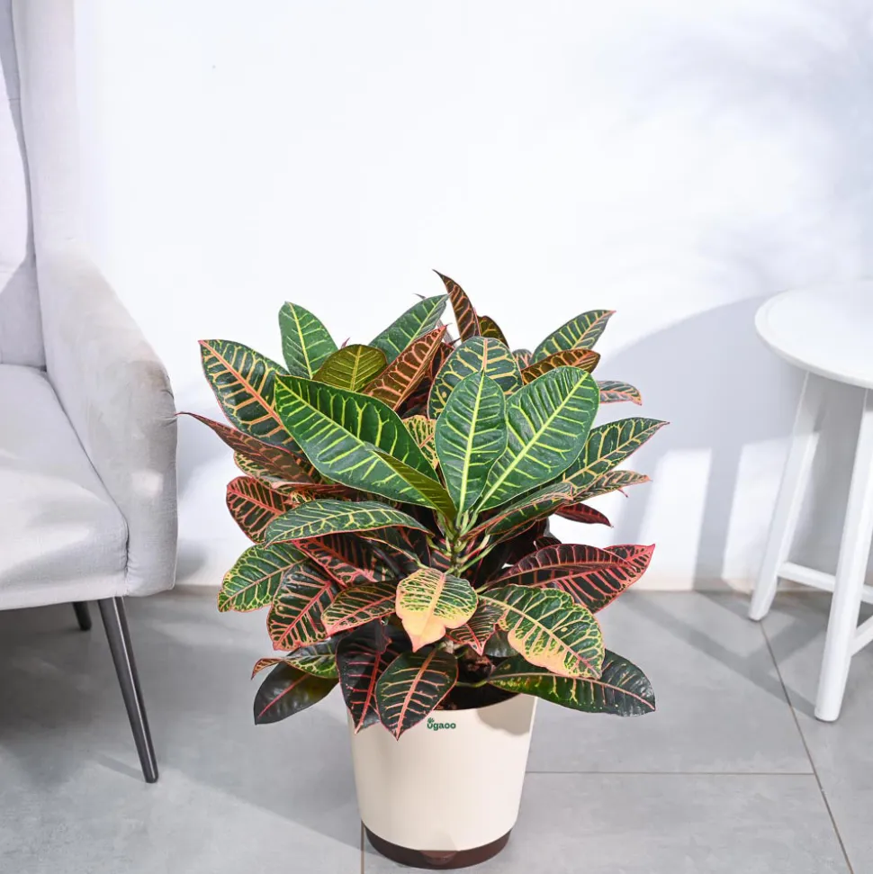 Croton Petra XL