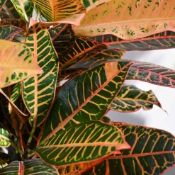 Croton Petra XL