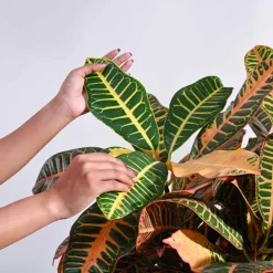 Croton Petra XL