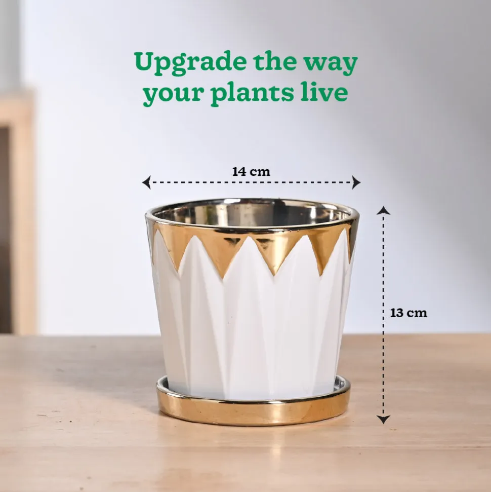 Crown ceramic pot - 5 inch