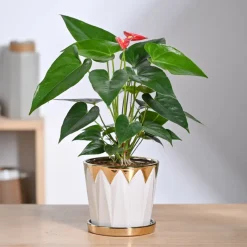 Crown ceramic pot - 5 inch