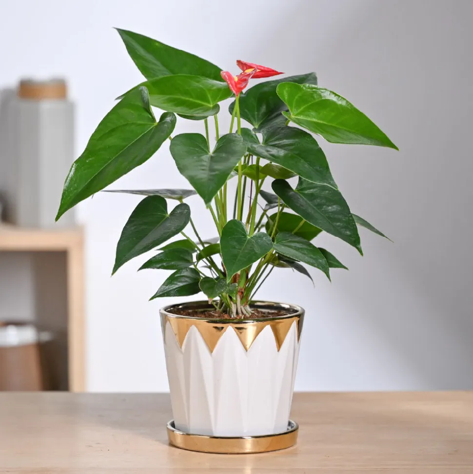 Crown ceramic pot - 5 inch
