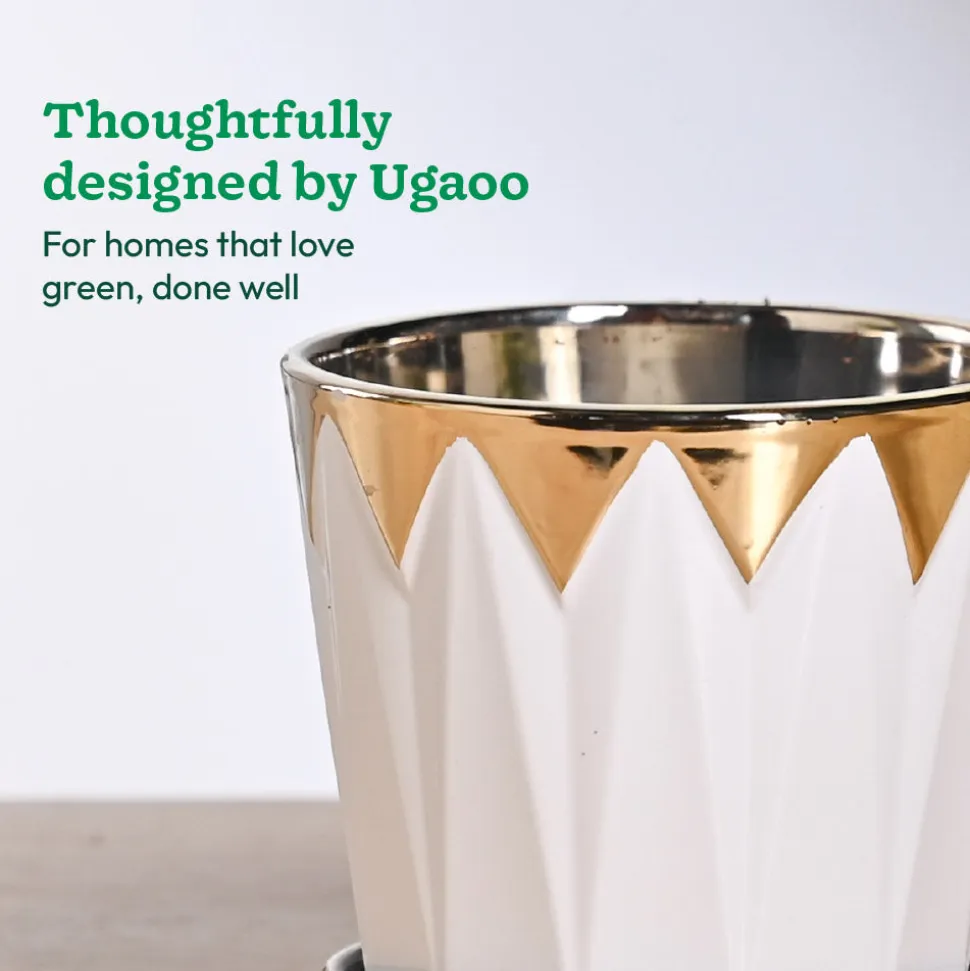 Crown ceramic pot - 5 inch