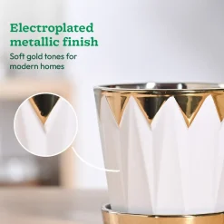 Crown ceramic pot - 5 inch