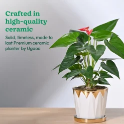 Crown ceramic pot - 5 inch
