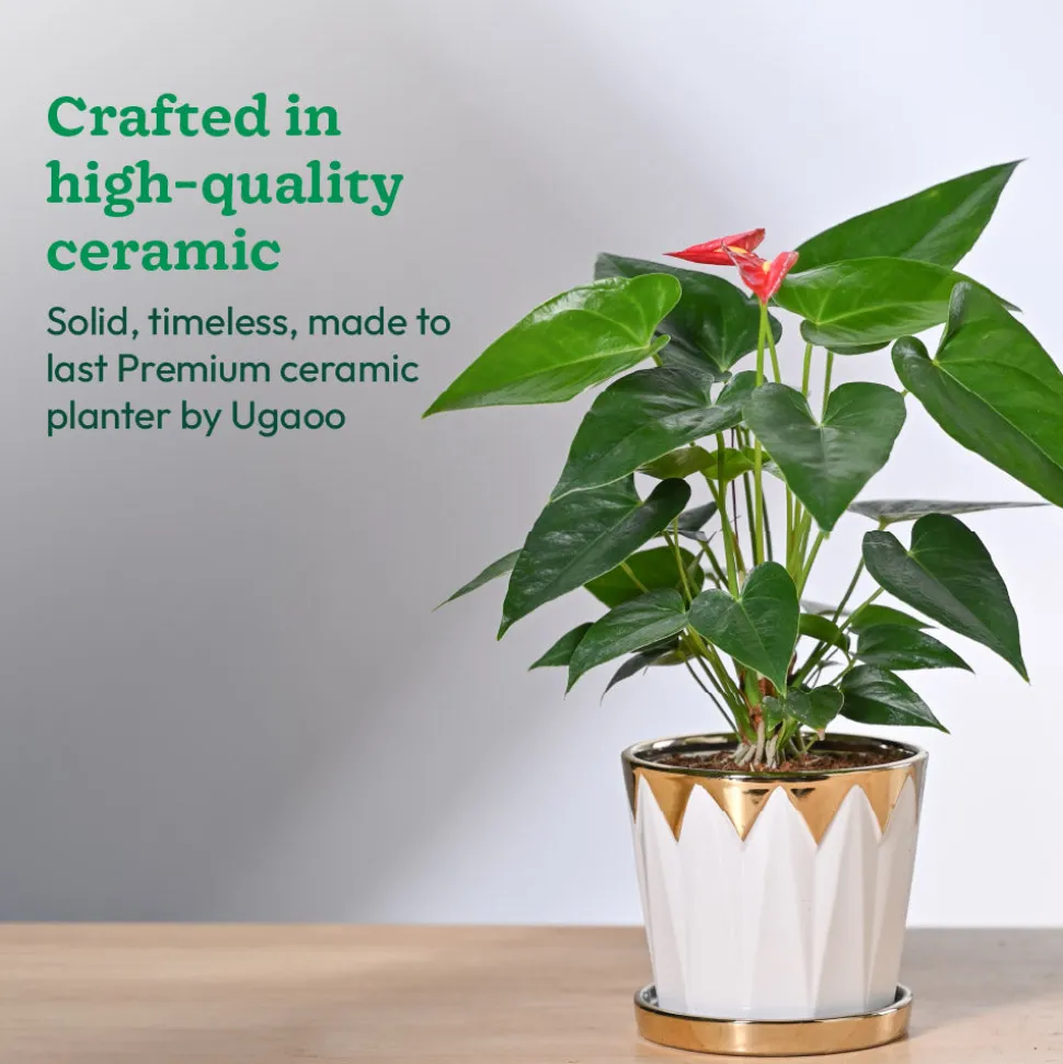 Crown ceramic pot - 5 inch