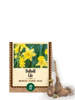 Daffodil Lily Bulbs