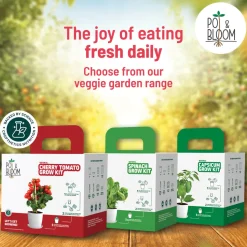 Dahlia Grow Kit