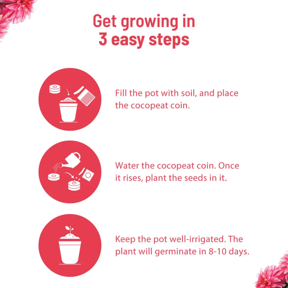Dahlia Grow Kit