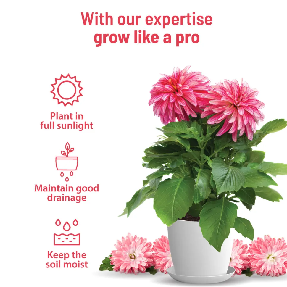 Dahlia Grow Kit