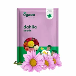 Dahlia Seeds